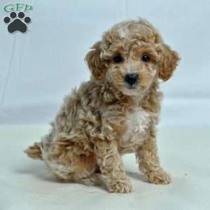 Jeanne, Miniature Poodle Puppy